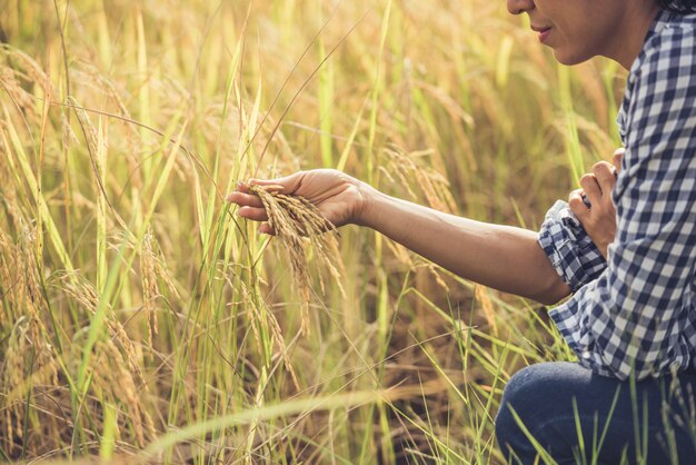 El agricultor tiene el arroz en la mano.