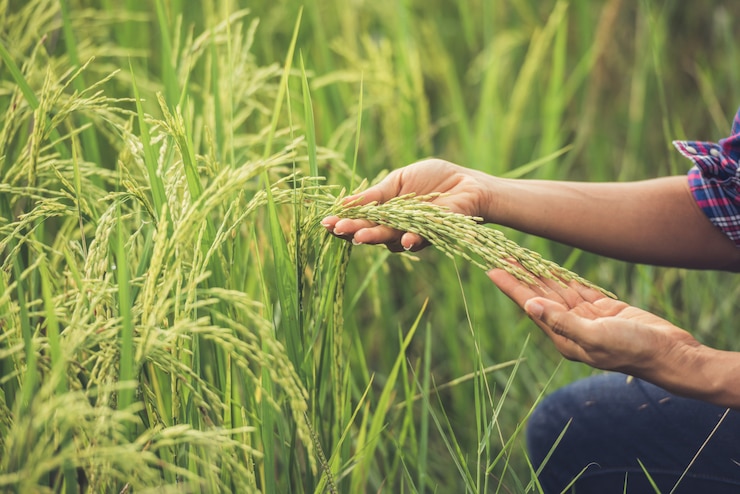 Foto gratuito el agricultor tiene el arroz en la mano.