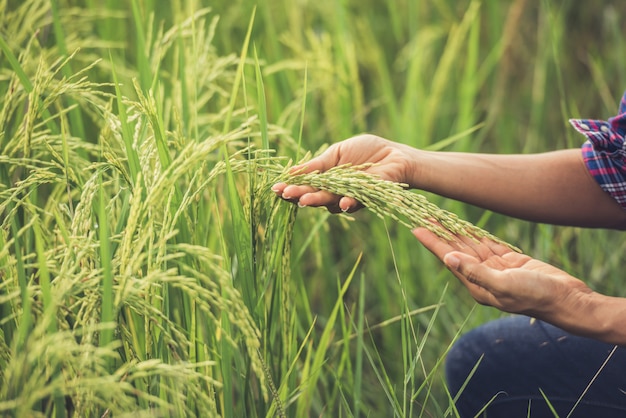 El agricultor tiene el arroz en la mano.