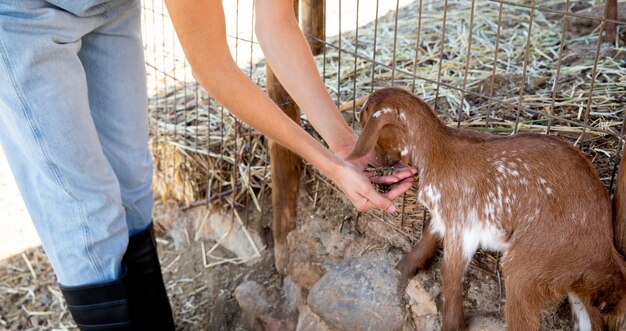 Foto gratuita la agricultora alimentando a un cabrito