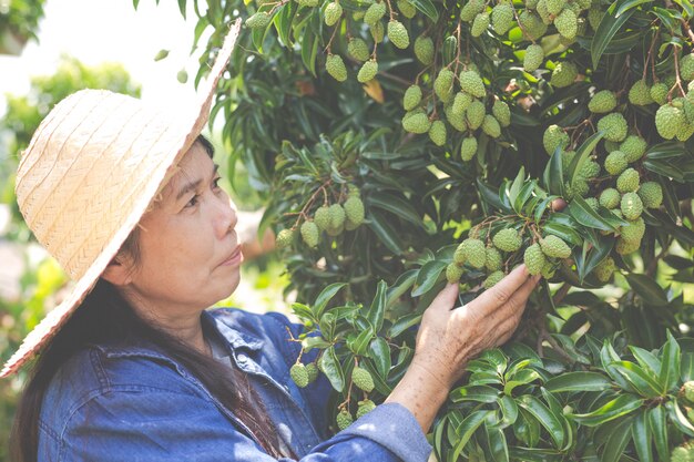 Las agricultoras comprueban el lichi en el jardín.