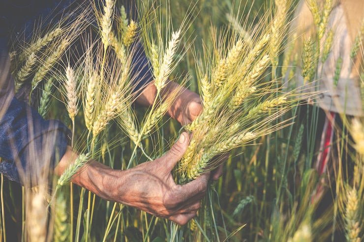Foto gratuito los agricultores cosechan cebada alegremente.