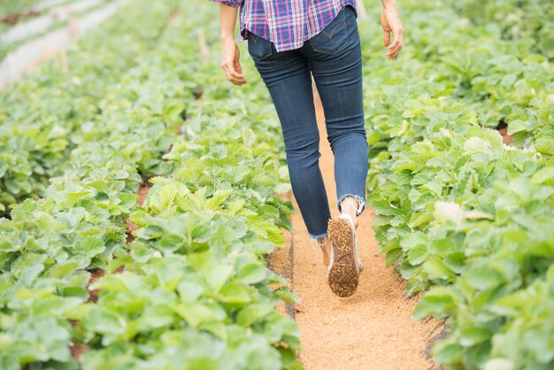 Foto gratuita los agricultores están trabajando en la granja de fresa