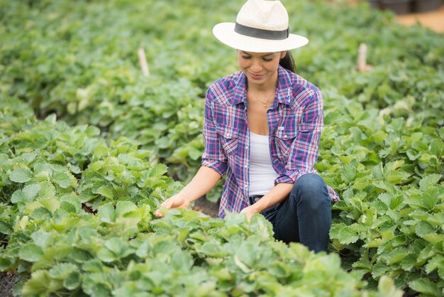 Los agricultores están trabajando en la granja de fresa