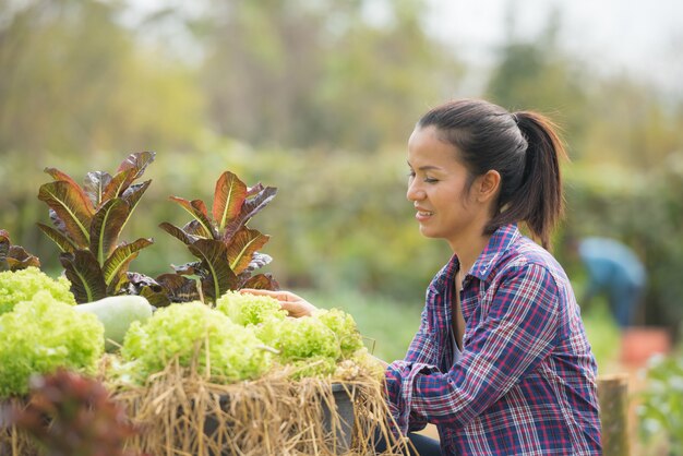 Los agricultores están trabajando en la granja de lechuga de roble verde