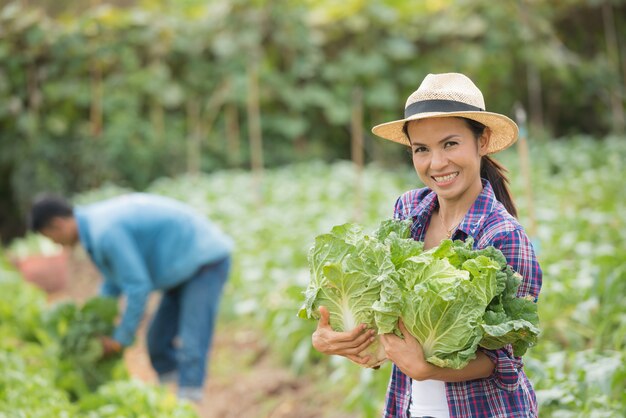 Los agricultores están trabajando en la granja de repollo chino