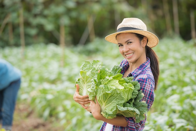 Los agricultores están trabajando en la granja de repollo chino