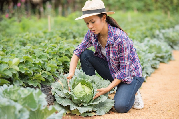 Los agricultores están trabajando en la granja de repollo