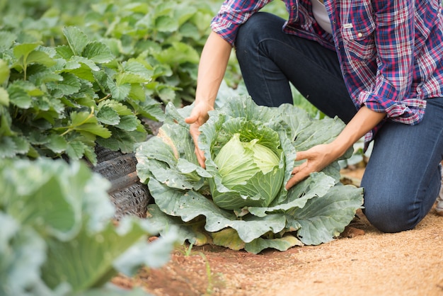 Los agricultores están trabajando en la granja de repollo