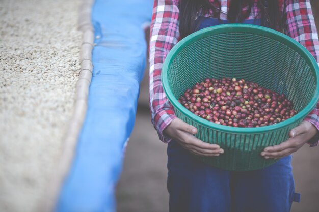 Los agricultores que cultivan mujeres están felices de secar los granos de café