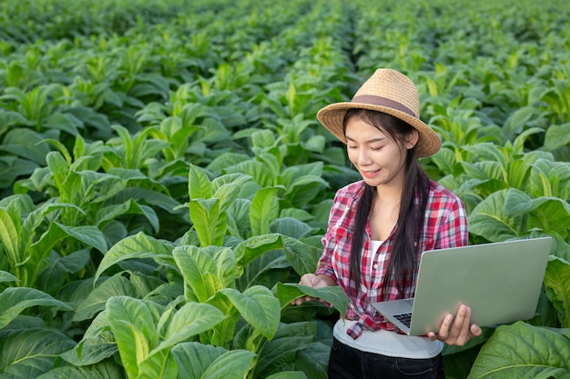 Los agricultores sostienen tabletas ver los modernos campos de tabaco.