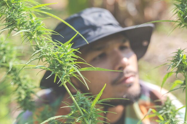 Los agricultores tienen árboles de marihuana (cannabis) en sus granjas.