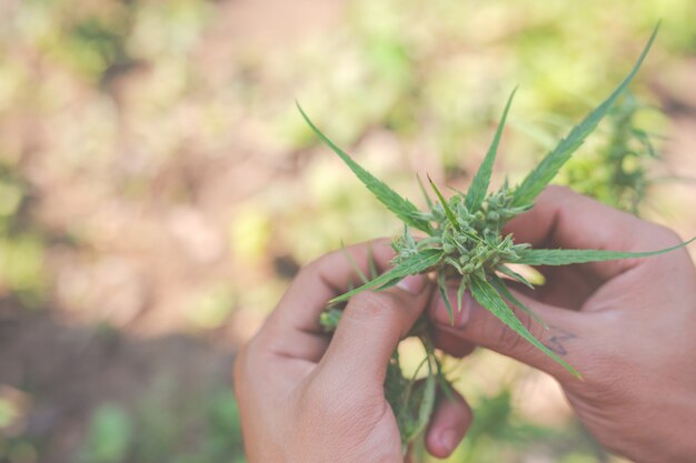 Los agricultores tienen árboles de marihuana (cannabis) en sus granjas.