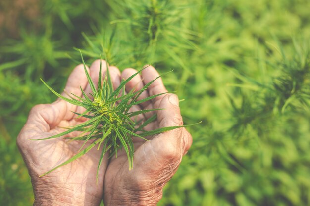 Los agricultores tienen árboles de marihuana (cannabis) en sus granjas.