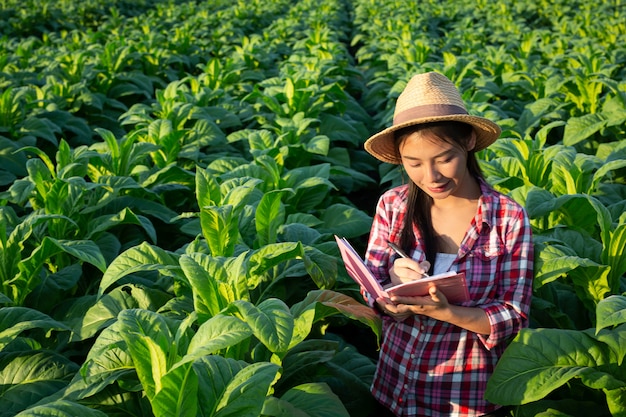 Los agricultores tienen cuadernos de cheques modernos de tabaco.