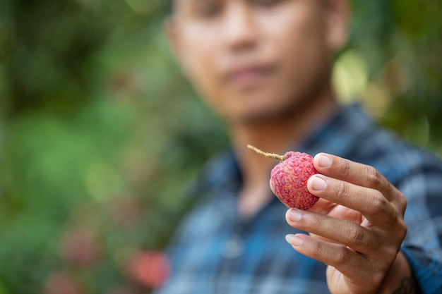 Los agricultores tienen lichi cheques en el jardín.