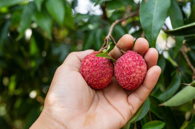 agricultura de fruta de lichi en Tailandia