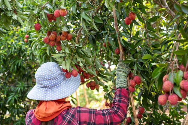 agricultura de fruta de lichi en Tailandia