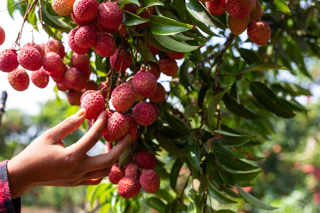 agricultura de fruta de lichi en Tailandia