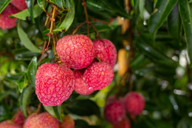 Foto gratuita agricultura de fruta de lichi en tailandia