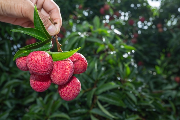 agricultura de fruta de lichi en Tailandia