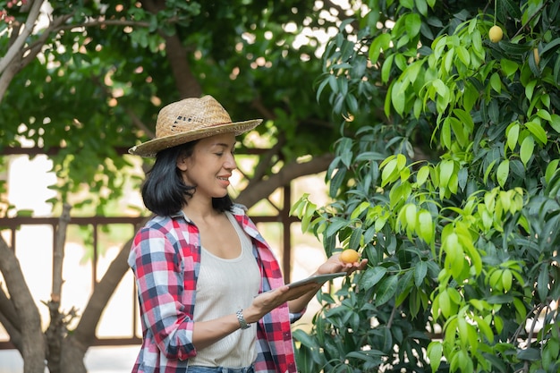 Agricultura inteligente utilizando tecnologías modernas en la agricultura. agricultora con tableta digital, teléfono en la granja ciruela mariana usando aplicaciones e internet, ciruela mariana, mango mariano. (mayongchid en tailandés)