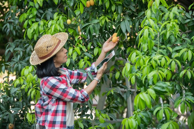 Agricultura inteligente utilizando tecnologías modernas en la agricultura. agricultora con tableta digital, teléfono en la granja ciruela mariana usando aplicaciones e internet, ciruela mariana, mango mariano. (mayongchid en tailandés)