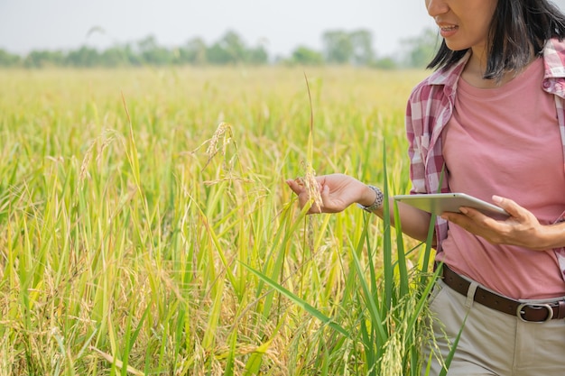 Agricultura inteligente utilizando tecnologías modernas en la agricultura. Granjero agrónomo joven asiático con tableta digital en campo de arroz usando aplicaciones e internet, granjero cuida su arroz.