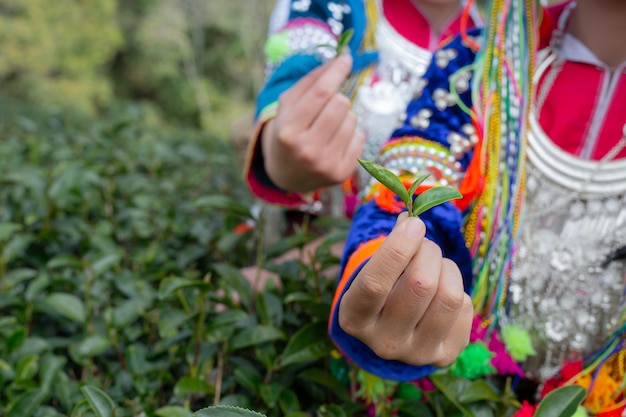 Agricultura de mujeres tribales