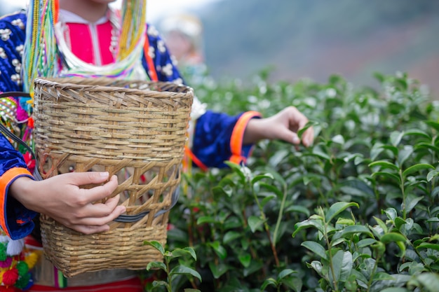 Agricultura de mujeres tribales