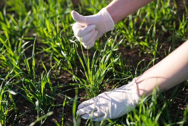 Agrónomo agricultor comprobando la calidad de los cultivos en el campo