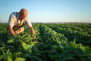 Foto gratuita agrónomo agricultor trabajador senior en campo de soja control de cultivos antes de la cosecha