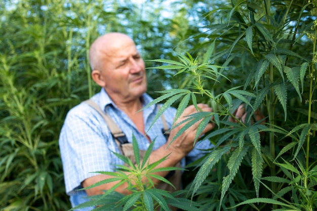 Agrónomo comprobando la calidad de las hojas de cannabis o cáñamo en el campo