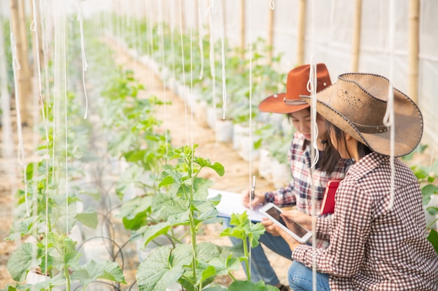 El agrónomo examina el crecimiento de las plántulas de melón en la granja, los agricultores y los investigadores en el análisis de la planta.