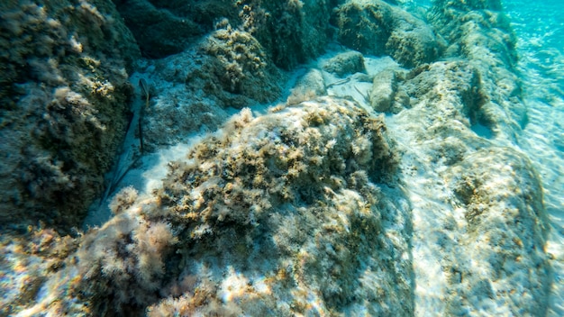 Agua azul transparente de un mar cerca de la costa, vista bajo el agua, rocas con musgo y peces