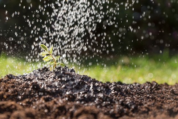 Agua cayendo sobre una planta