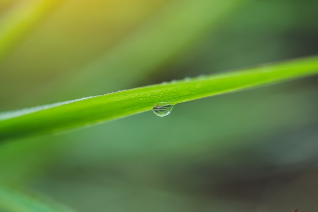 Agua de lluvia en una macro de hoja verde.