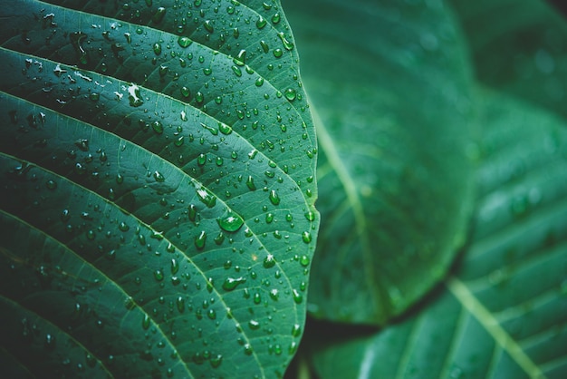 Agua de lluvia en una macro de hoja verde.