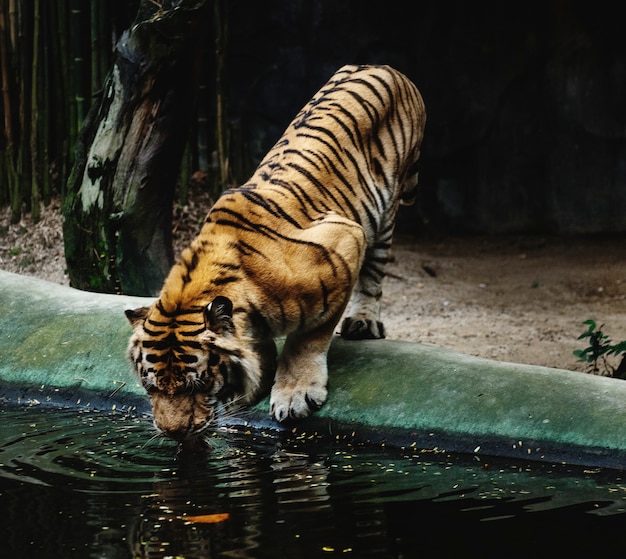 Agua potable de tigre en el zoológico