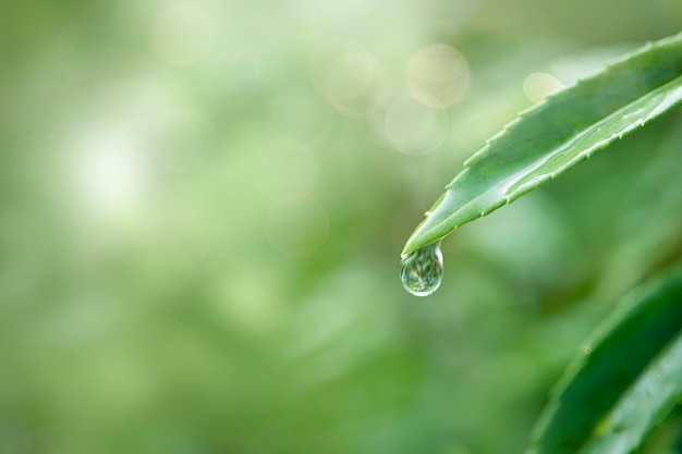 Agua pura en la naturaleza