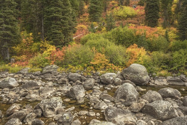 Agua que fluye en medio de las rocas con árboles de diferentes colores.