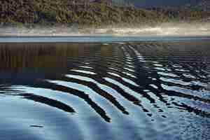 Foto gratuita agua con reflejo en ella y un bosque en el fondo