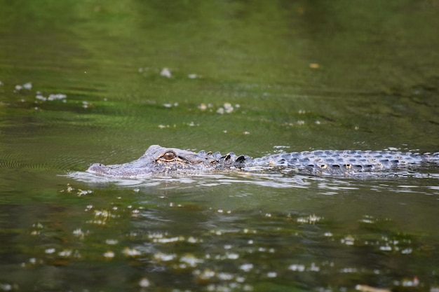 Aguas turbias de un pantano verde con un cocodrilo en la superficie.