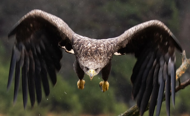 Foto gratuita Águila de cola blanca vienen directamente hacia