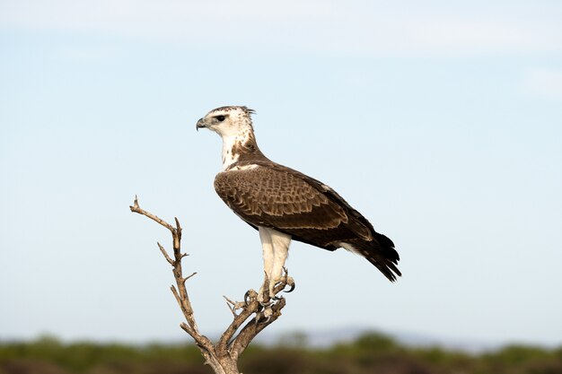 El águila marcial en el Parque Nacional de Etosha, Namibia. Un gran águila nativa en Sudáfrica