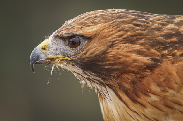 Foto gratuita Águila en la naturaleza