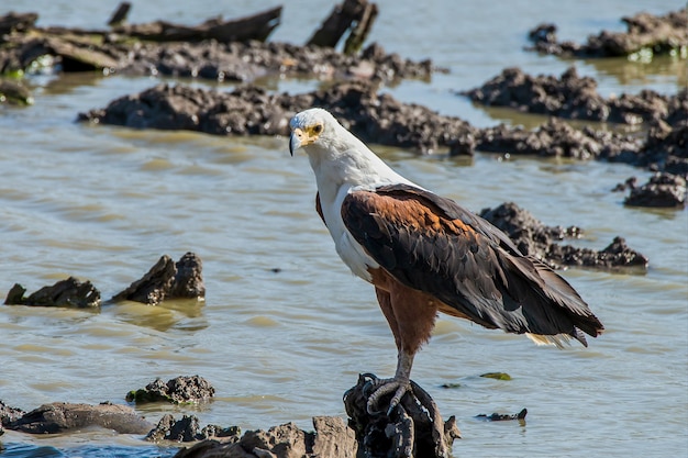 Foto gratuita Águila pescadora africana descansando sobre una roca en el río ornage