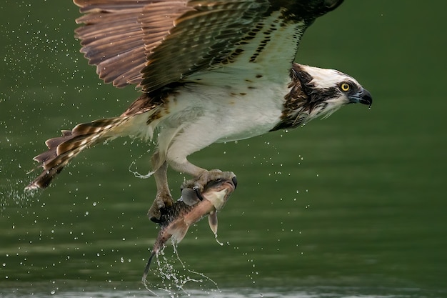 águila pescadora o halcón de mar cazando un pez en el agua