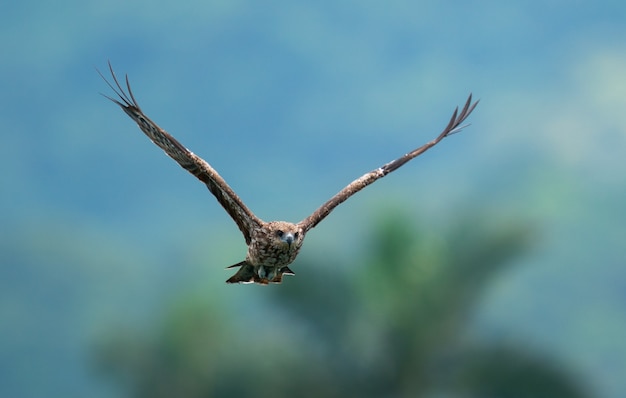 Foto gratuita Águila volando en la naturaleza borrosa