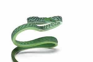 Foto gratuita ahaitulla prasina serpiente primer plano sobre fondo blanco animal primer plano vista frontal de la vid asiática